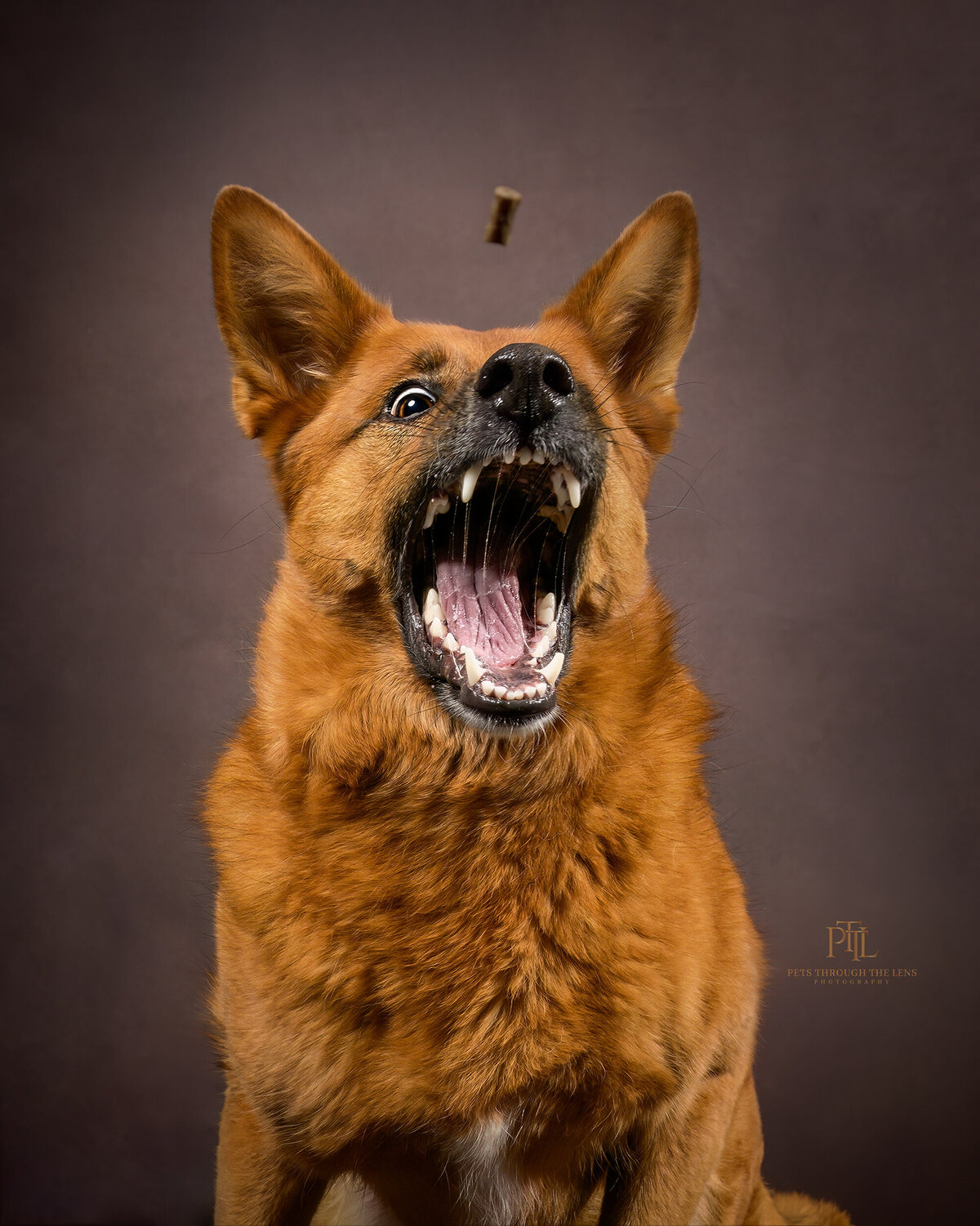 Experience the excitement of action pet photography in Vancouver with Pets through the Lens Photography. This striking image captures a dog mid-jump, eagerly catching a treat, showcasing its lively and energetic nature against a rich, dark backdrop. Our professional pet photography studio specializes in high-quality, dynamic portraits that highlight the unique personality and vitality of your pets. Choose Pets through the Lens Photography for an engaging and unforgettable pet photography experience in Vancouver.