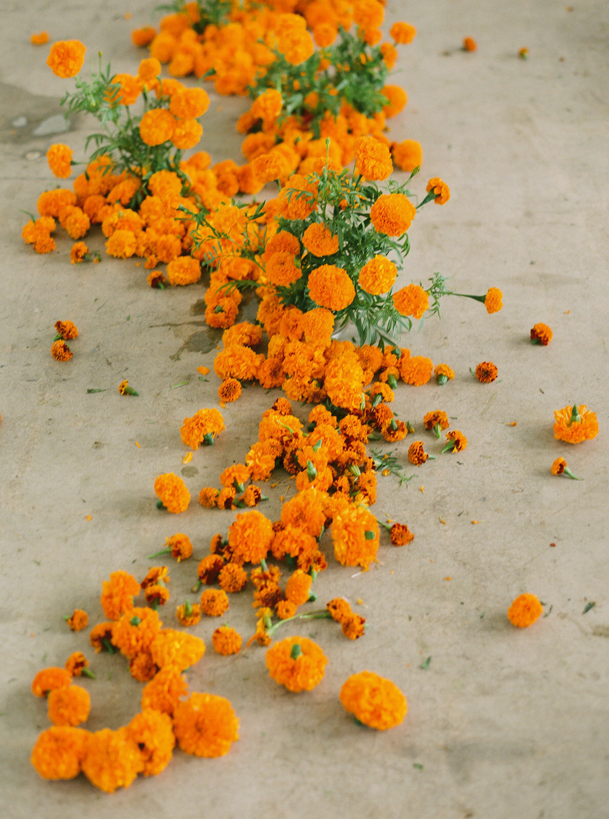Dani Toscano — Siren Floral Co - Marigolds-75_websize