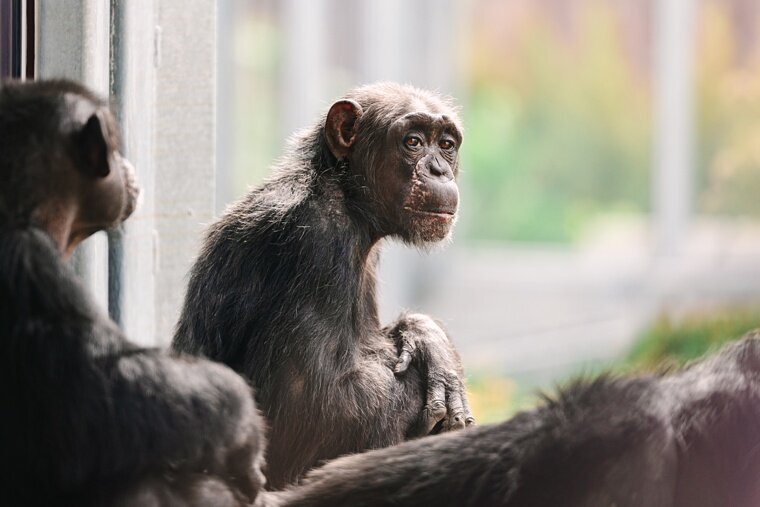 Chimps-3