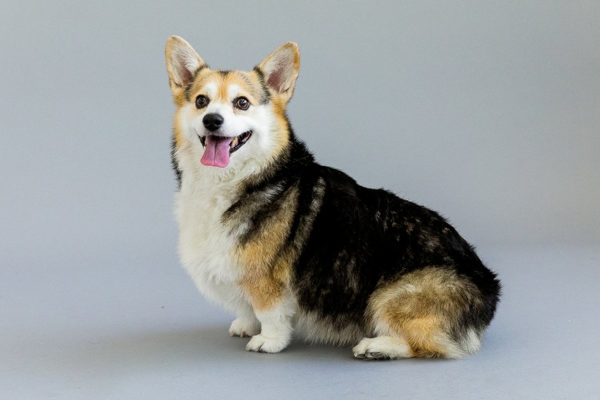 San Francisco pet photography