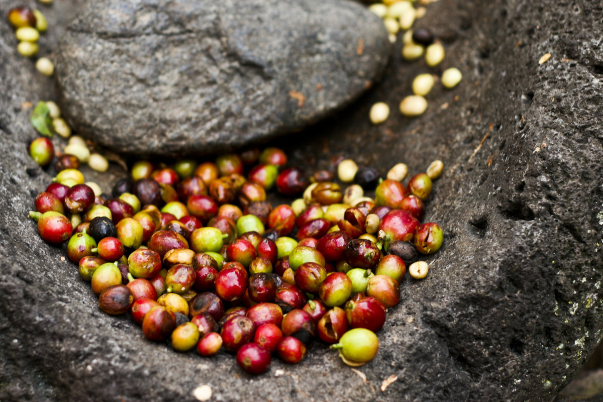 COLOMBIA-COFFEE-JUAN-VALDEZ-TRAVEL-004