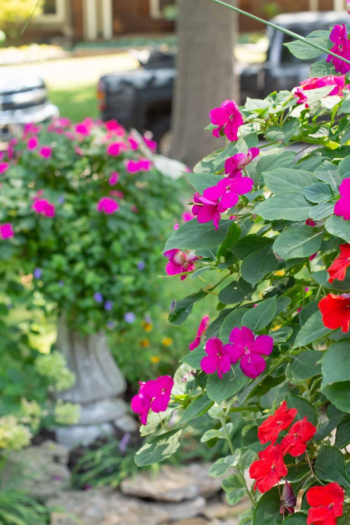 Red and purple flowers in a flower pot