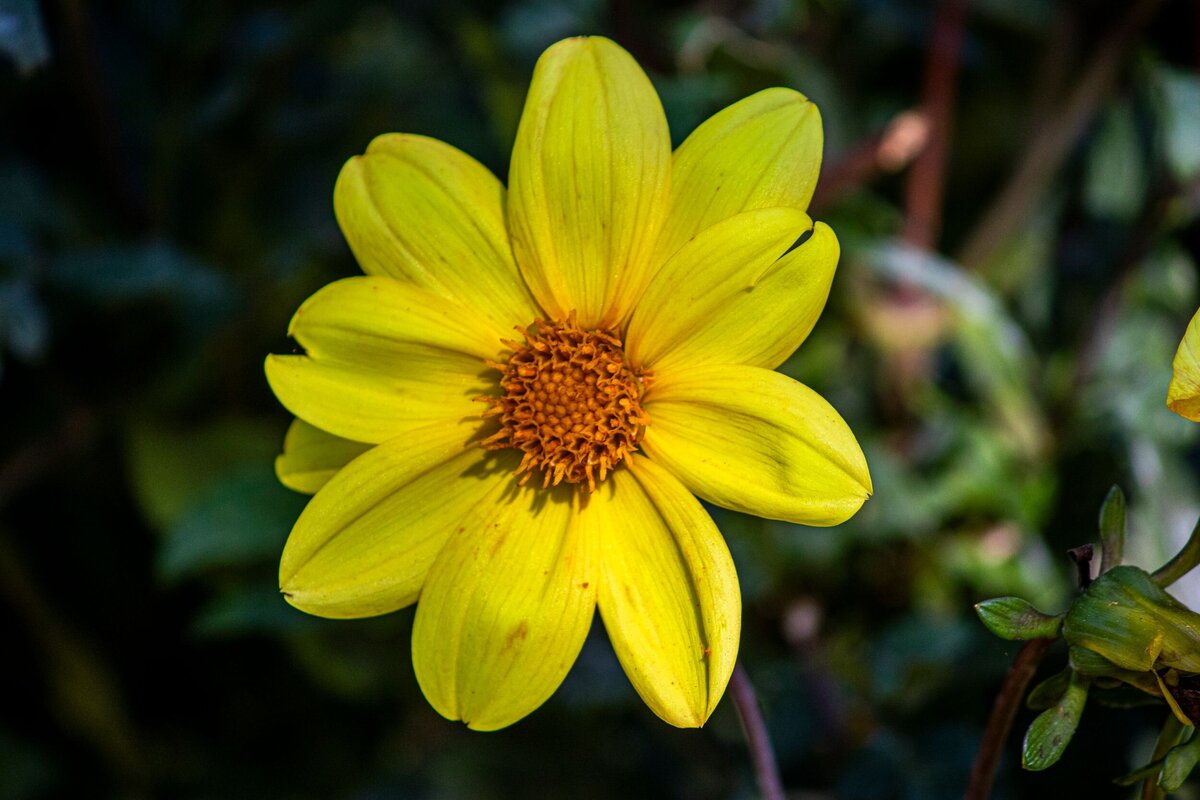 yellow-flower-c50d2495-2500