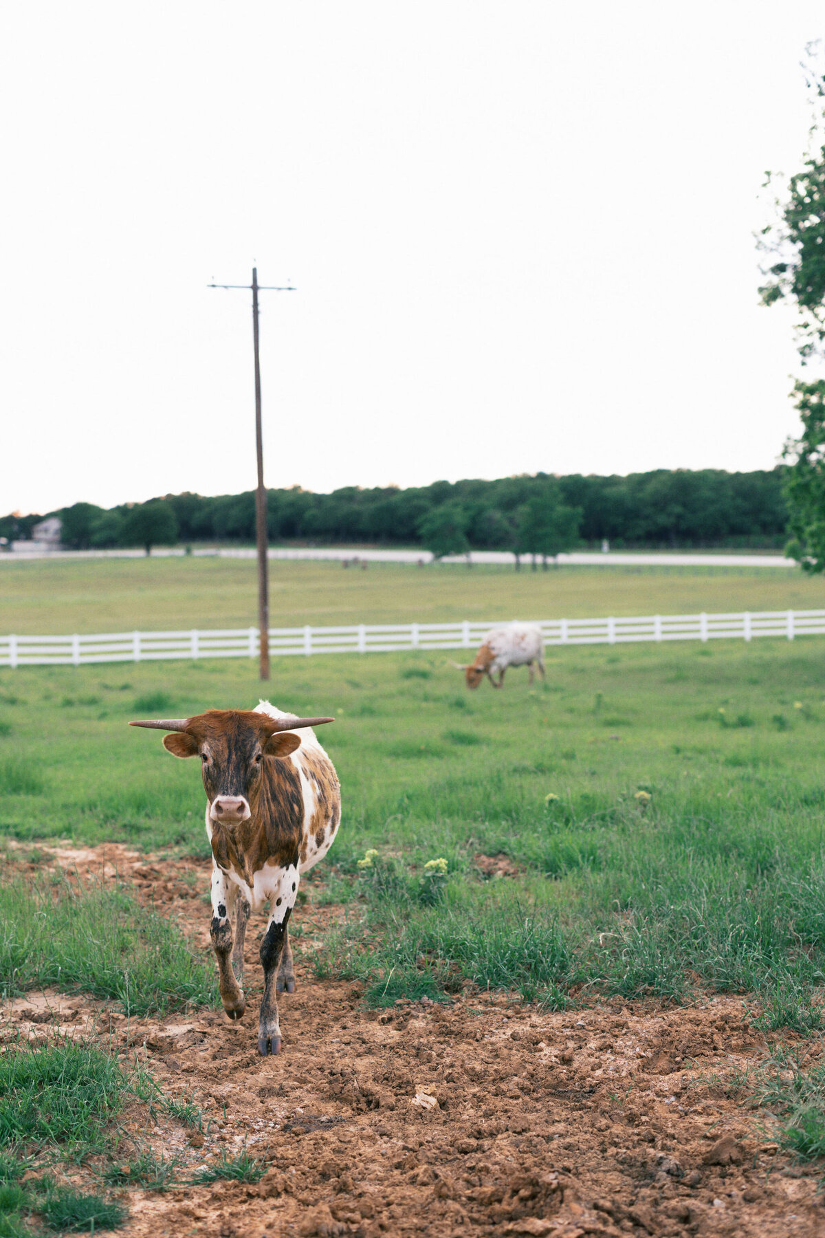 luxury-dallas-wedding-photography