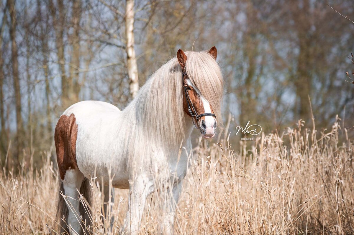 paardenfotograaf friesland (1)