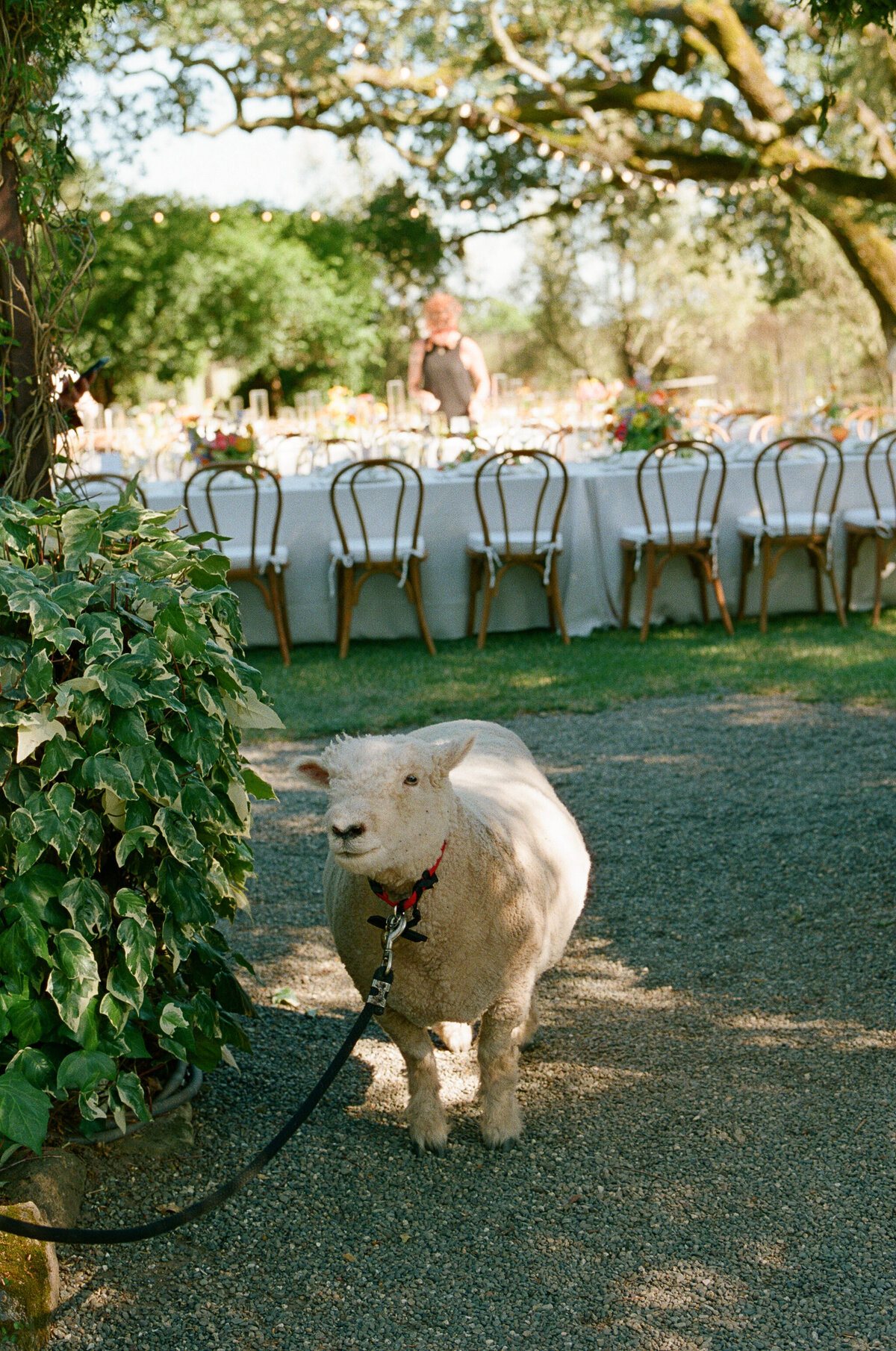 Z+S-Beltane-Ranch-Wedding-143