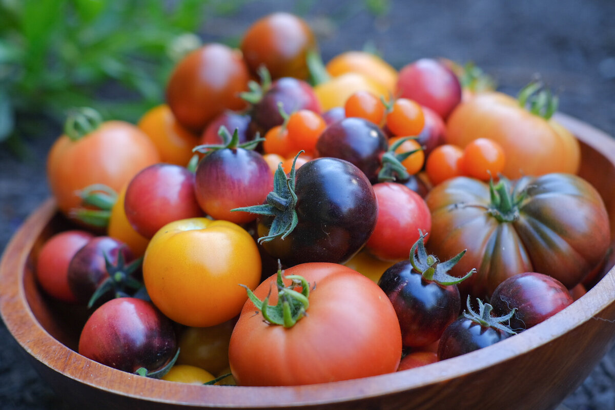 09.12.25 YNagumo - Fleuris garden - tomatoes