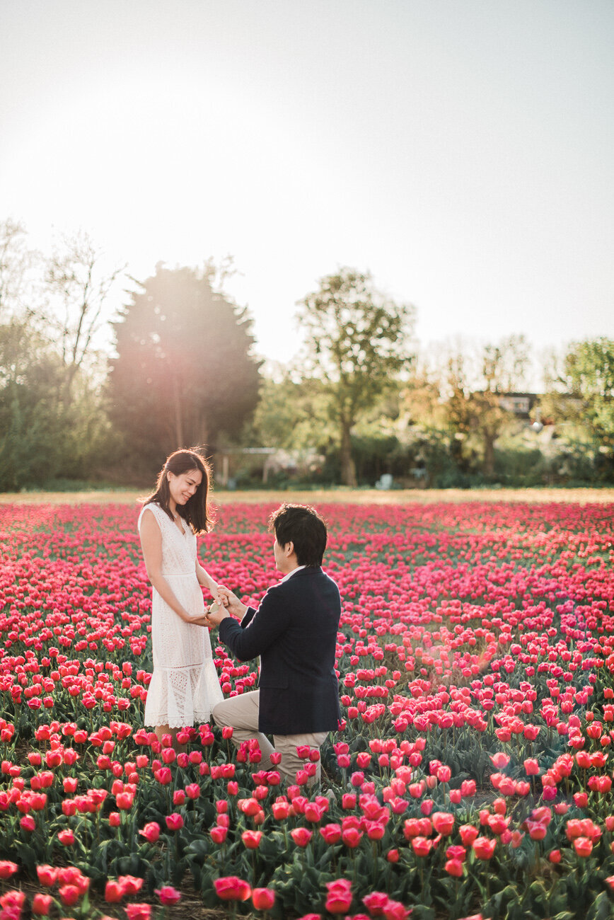 marriage-proposal-tulip-field-048
