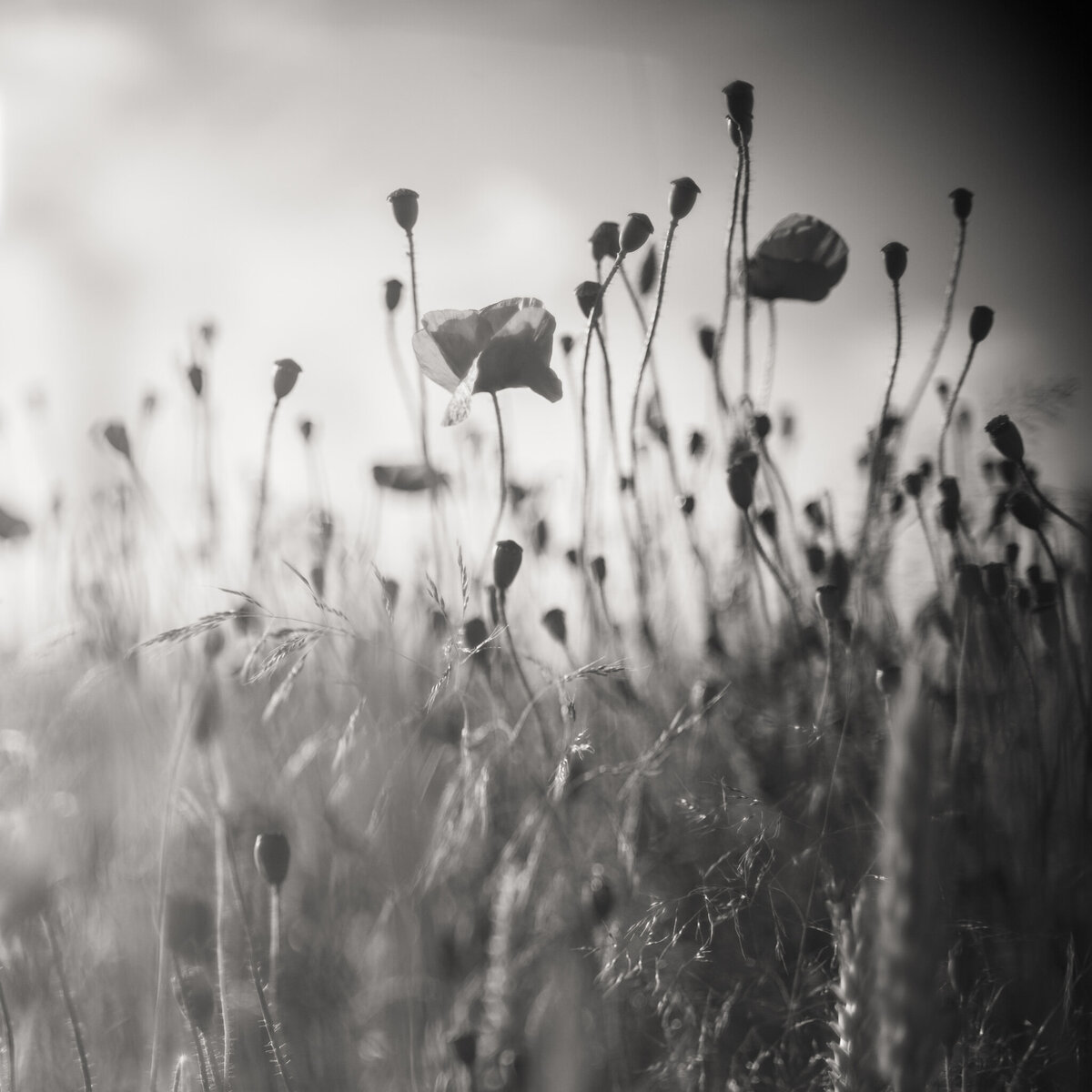 fine_art_photographer _097