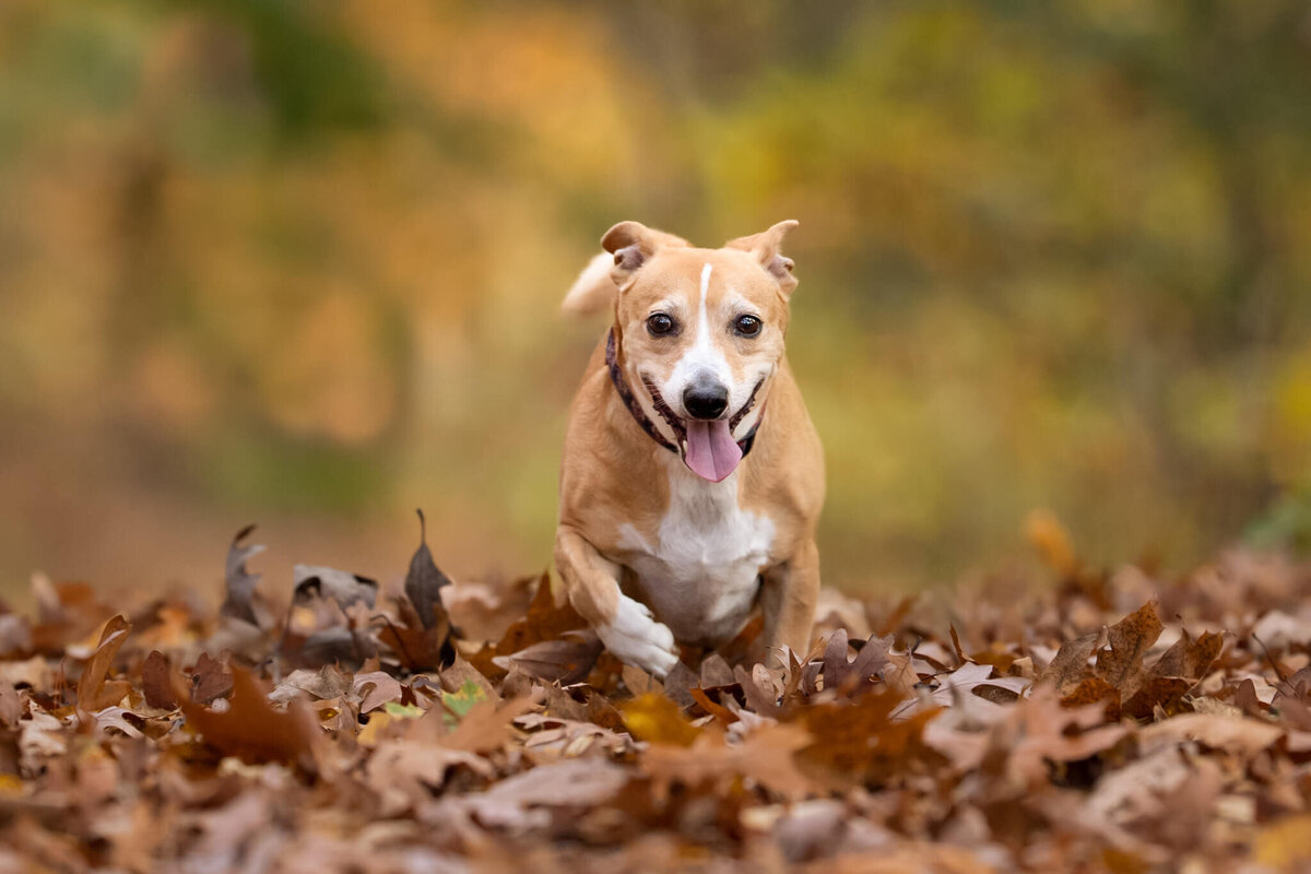 Small tan and white dog running through the leaves