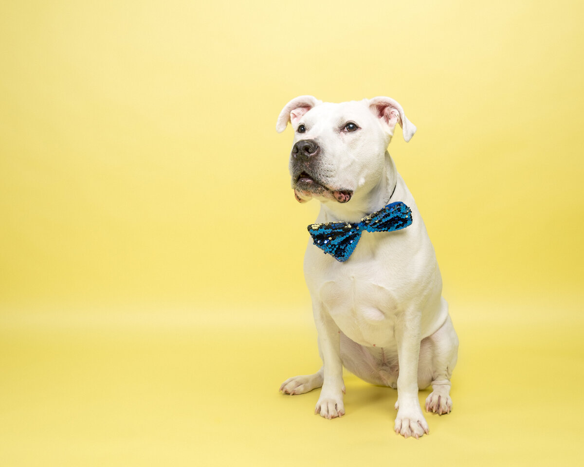 Pet photos studio Cleveland Ohio--45