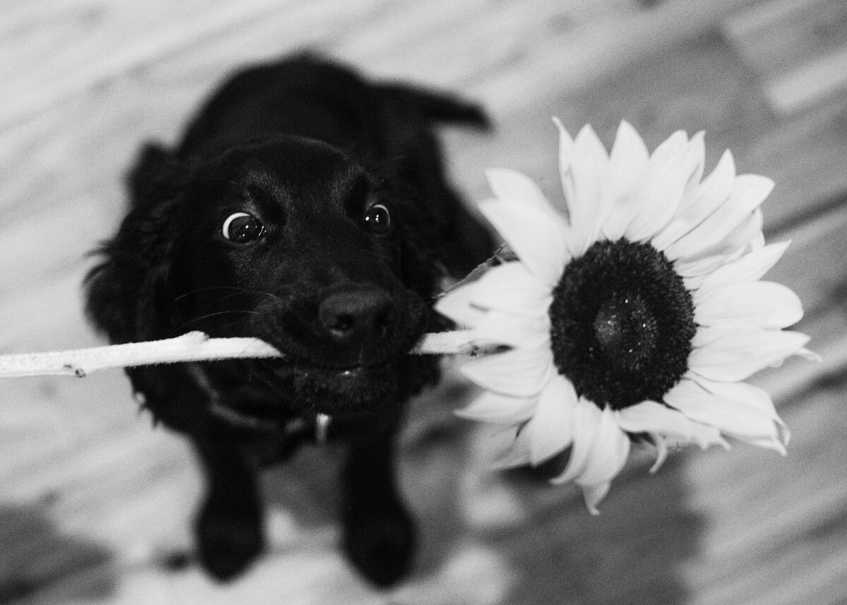 Florida dog with sunflower