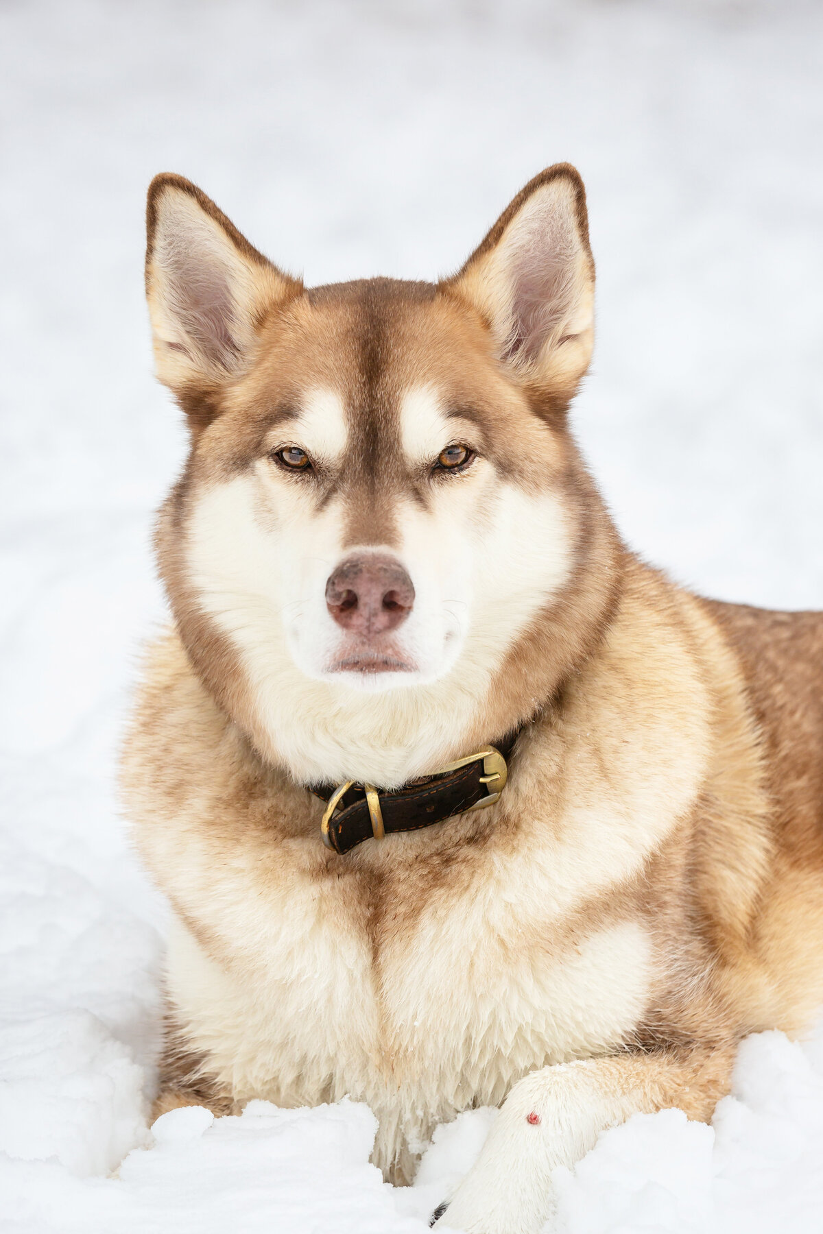 Tahoe Portraits 101