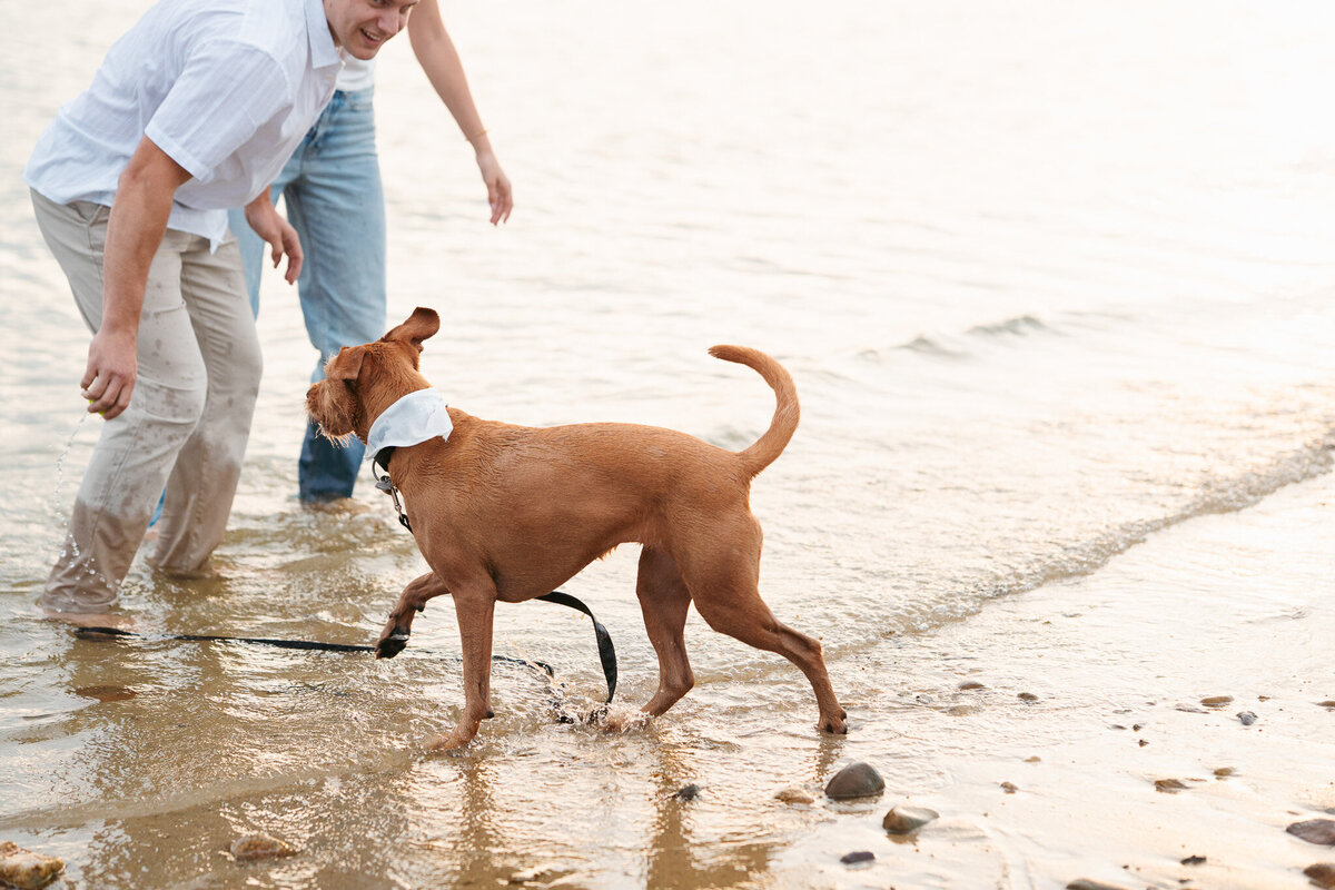Romantic Duxbury Beach engagement portraits including playful shots with the couple’s dog