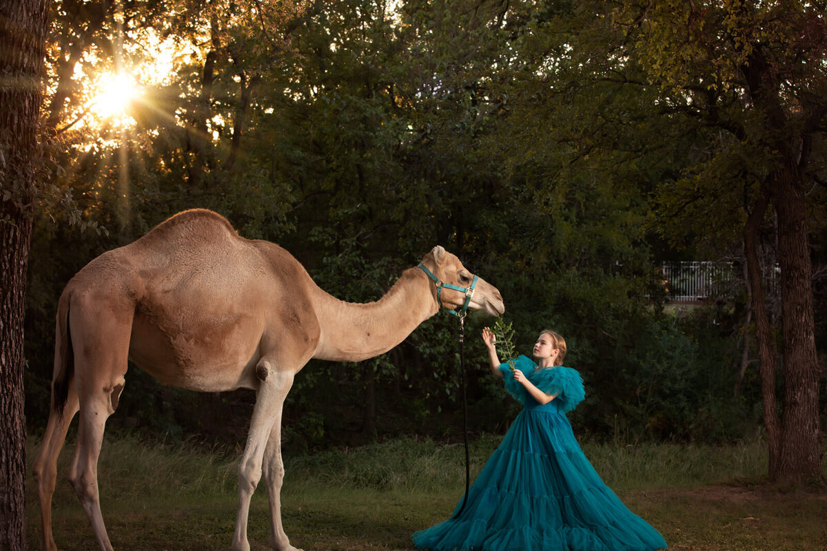 girl-holding-reins-of-camel-in-blue-dress-and-looking-into-camel-eyes-arlington-tx