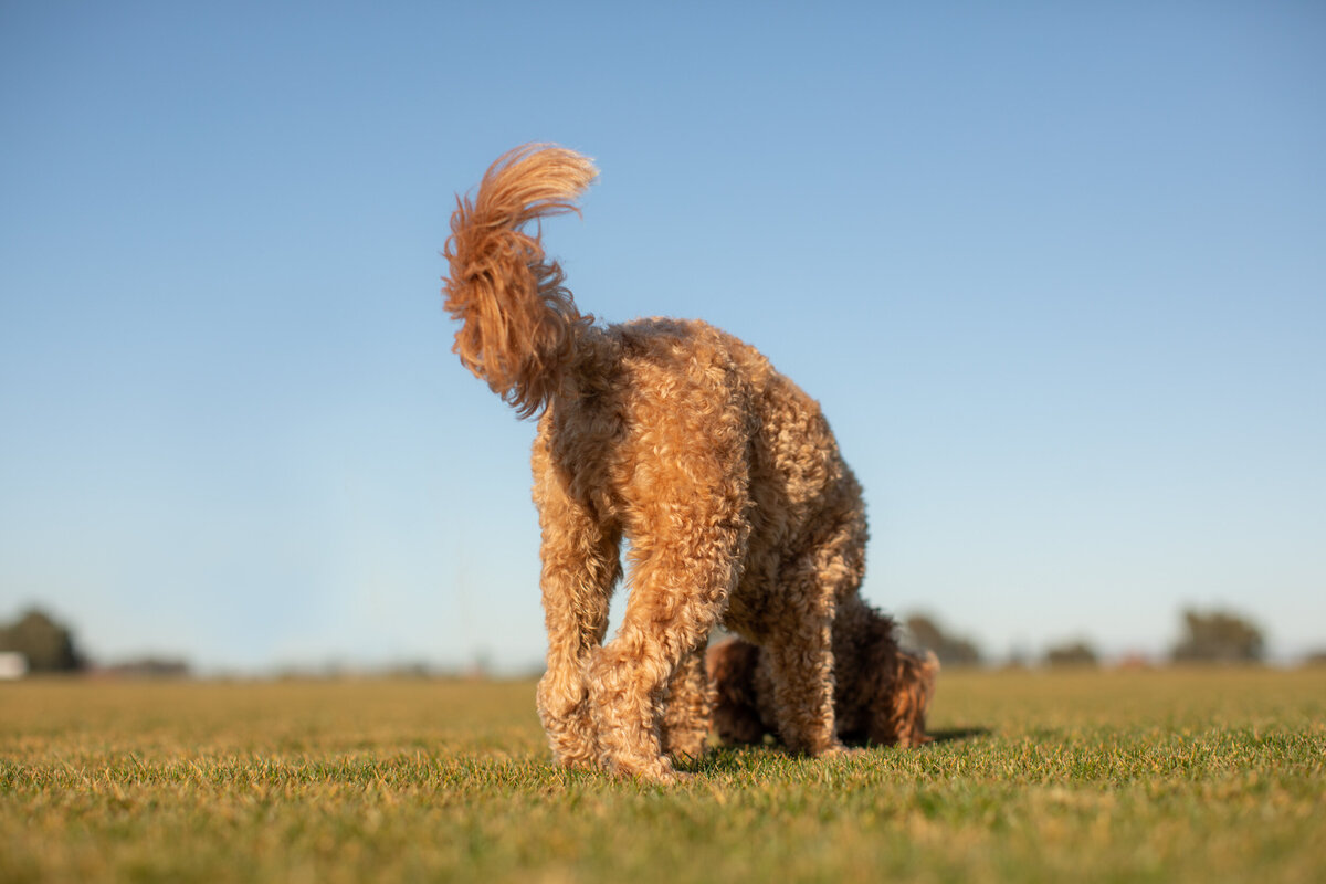 Keilor dog walker-12