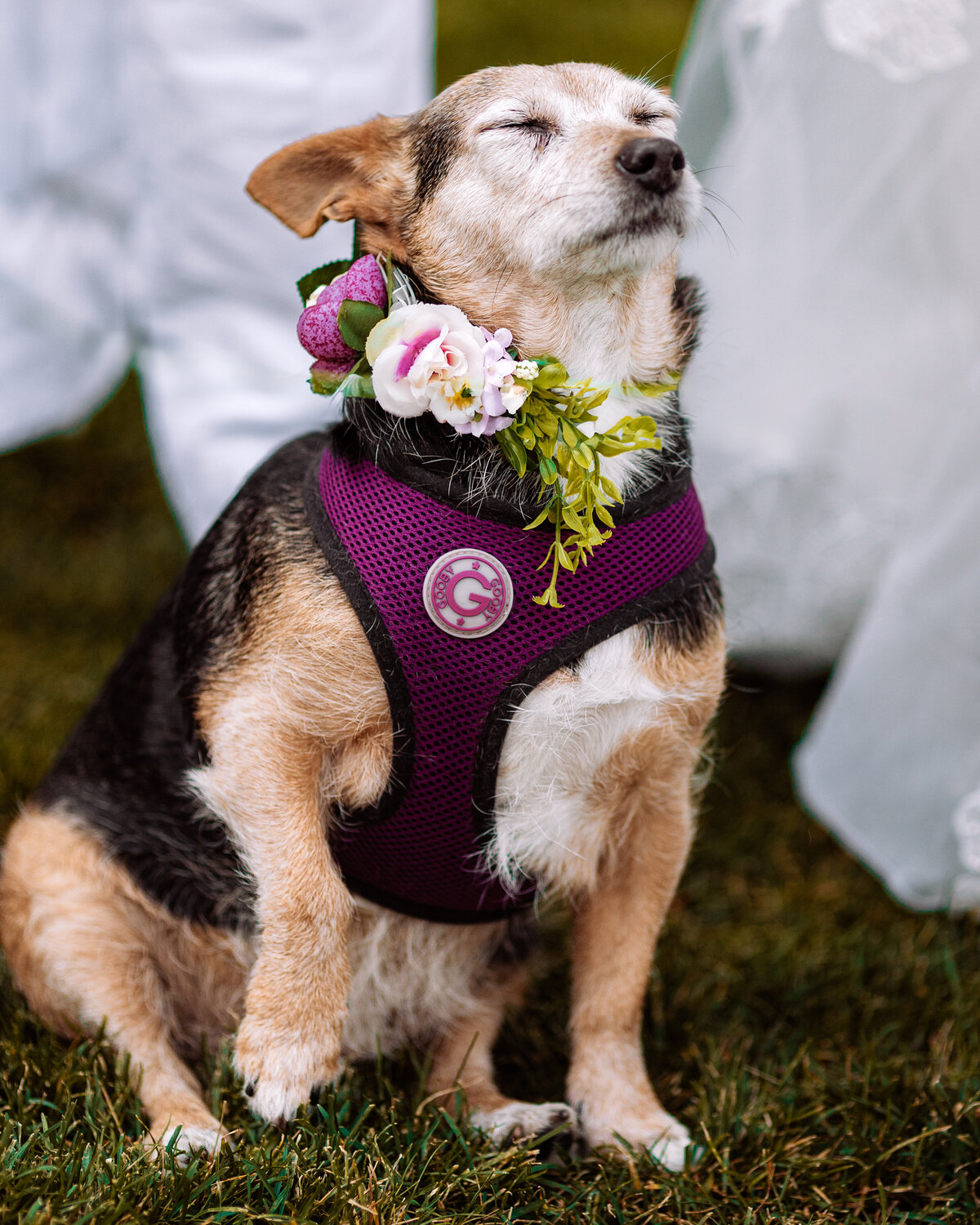 Brides dog with a flower collar during the ceremony