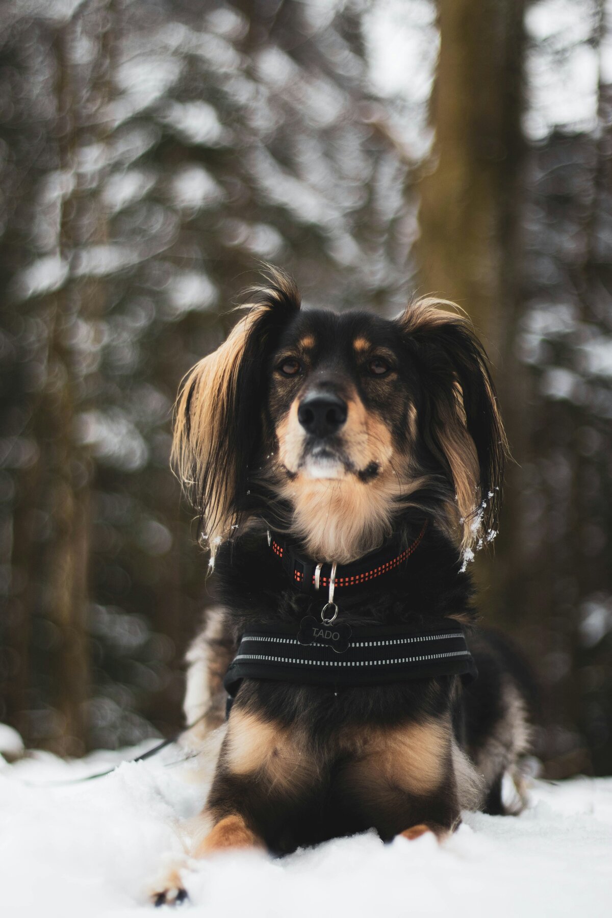 benjamin-brunner-nvOMclVWIWo-unsplash