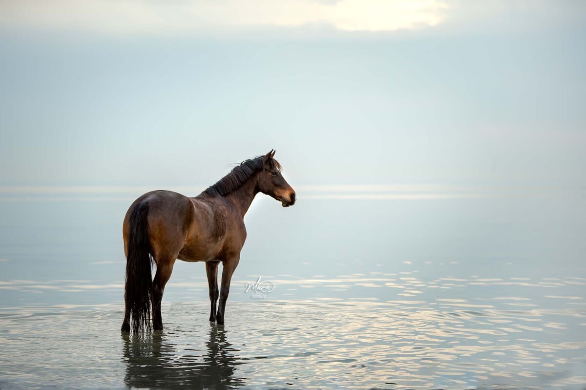 paardenfotograaf friesland (2)