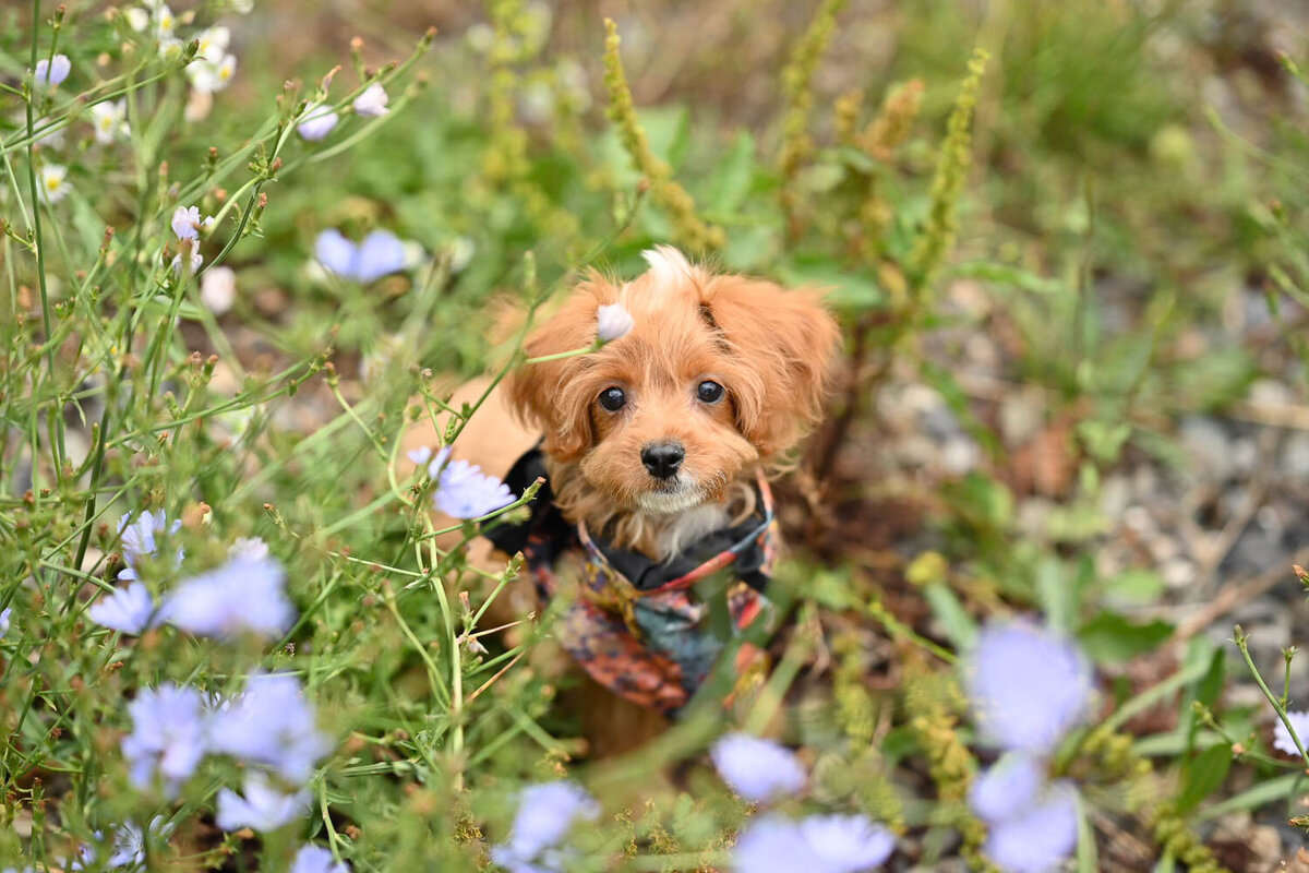 Heavenly Puppies to Love Cavapoo, Cockapoo, and Maltipoo Puppies Photo Aug 13 2025, 1 30 18 PM331