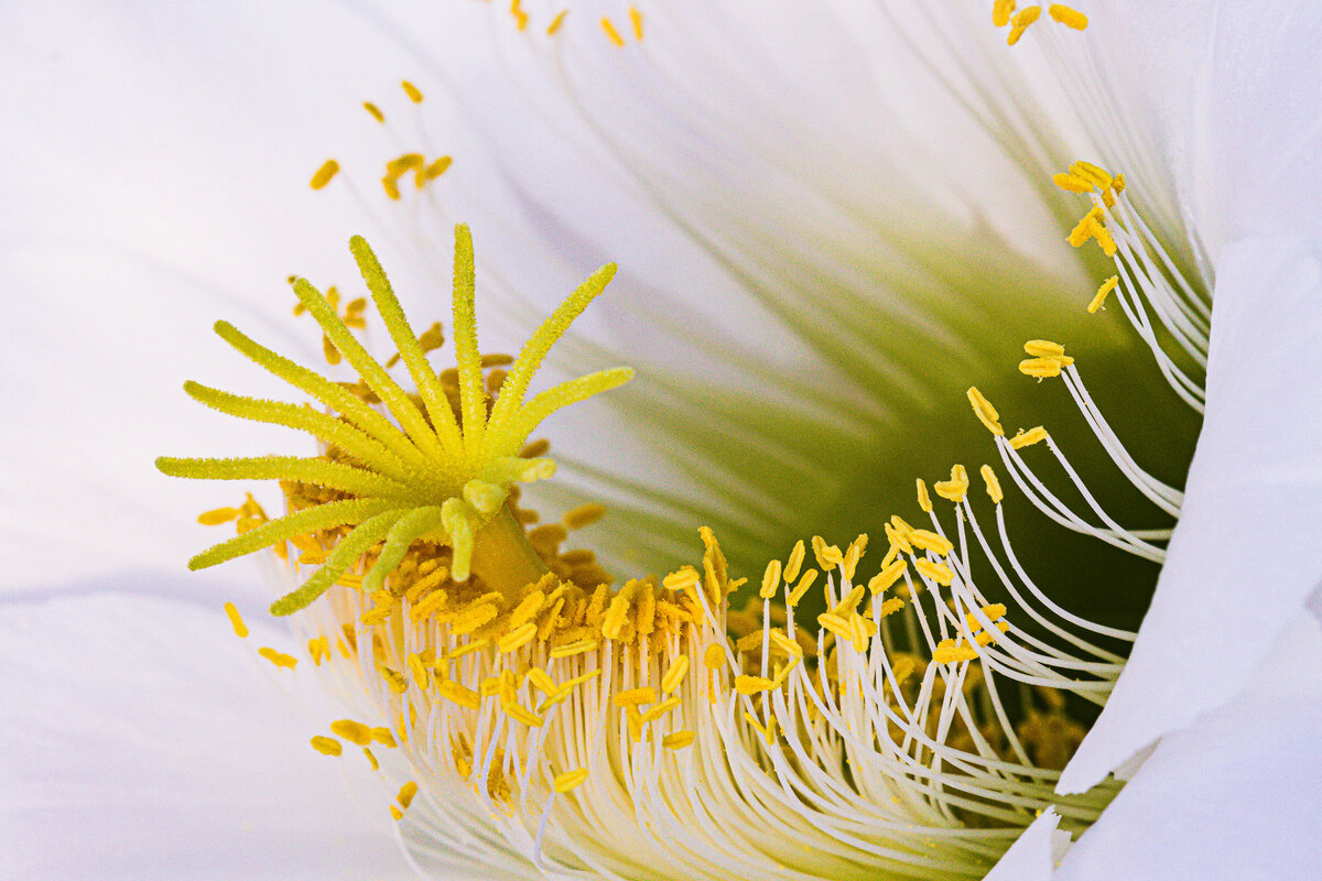 argentine_cactus_7301-2