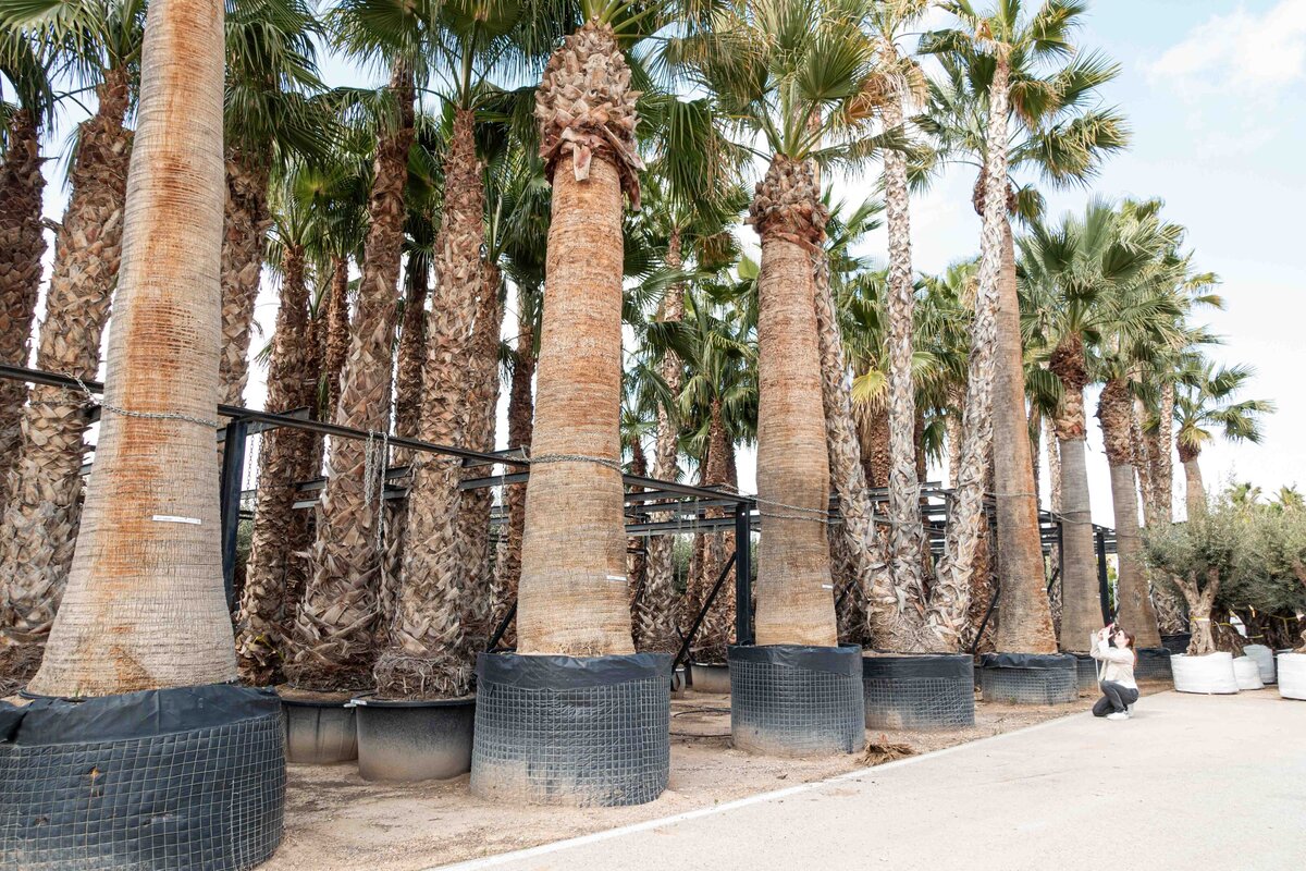 horus sourcing_Washingtonia filifera-2