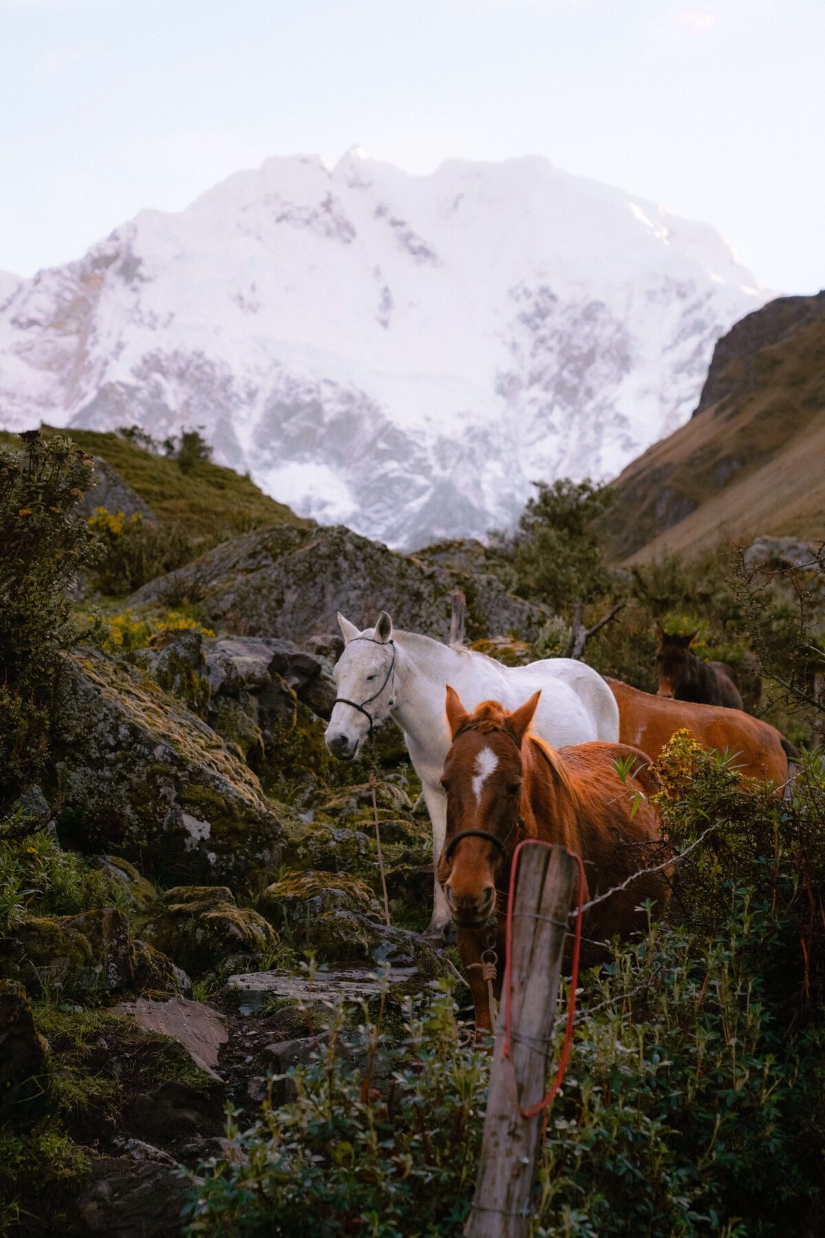 meredith-ewenson-salkantay-trek-peru-legit-trips-horses-salkantay-mountain-glacier