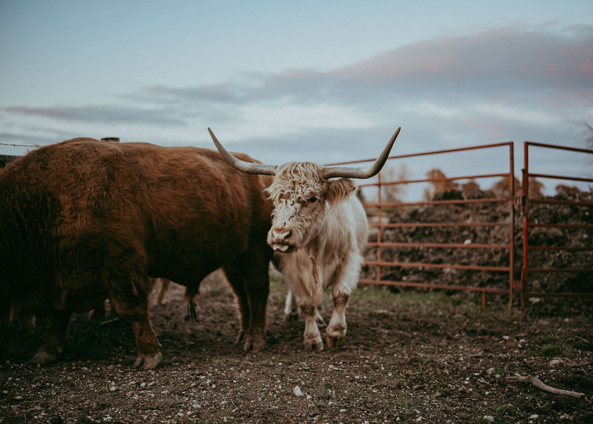 A long, horned white cow walks up to get some treats from the Farmer.