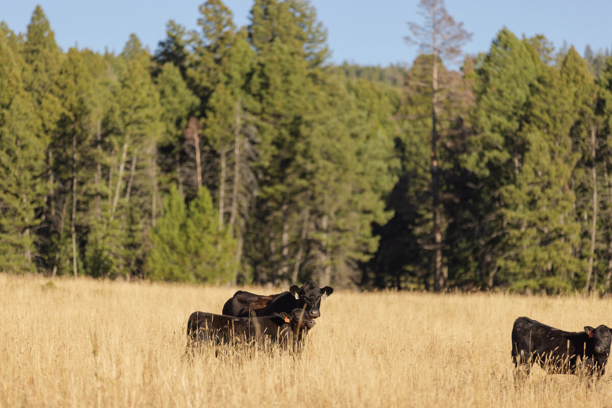 RockingChairRanch_MT_20220829_WRW_5W5A6529