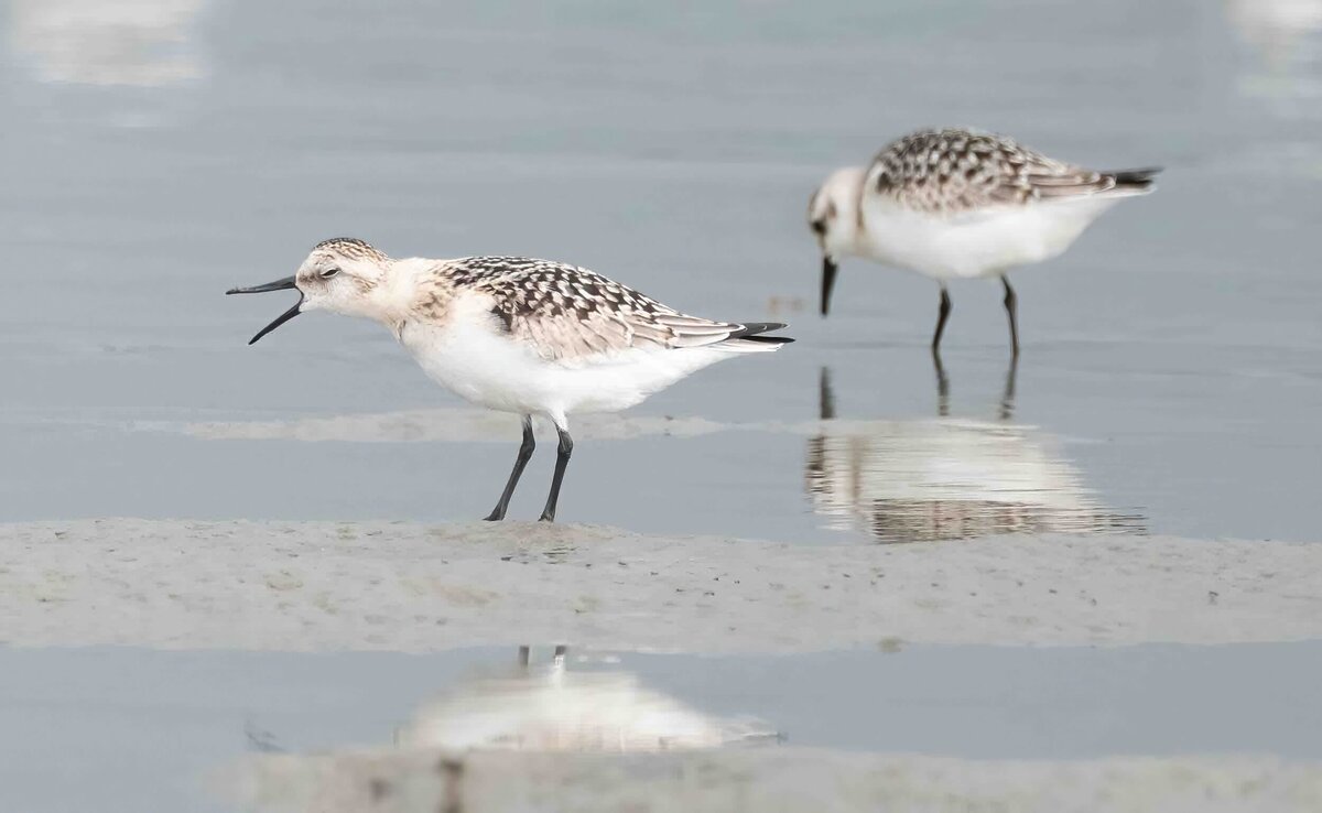 sanderling 2.0-D