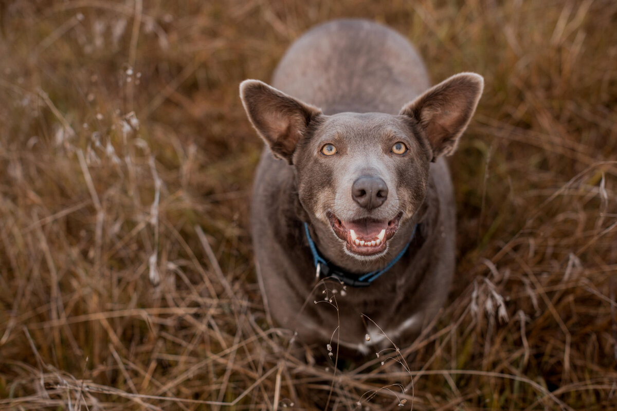 Keilor dog walker-14