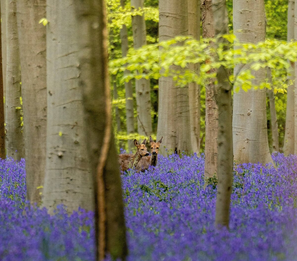 012B2025-04-21_HALLERBOS_012B