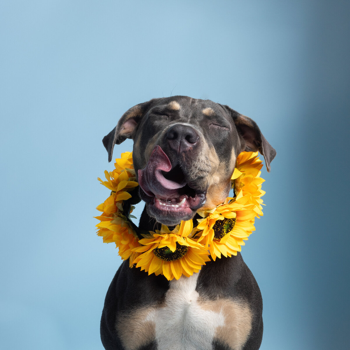 Pet photos studio Cleveland Ohio-1