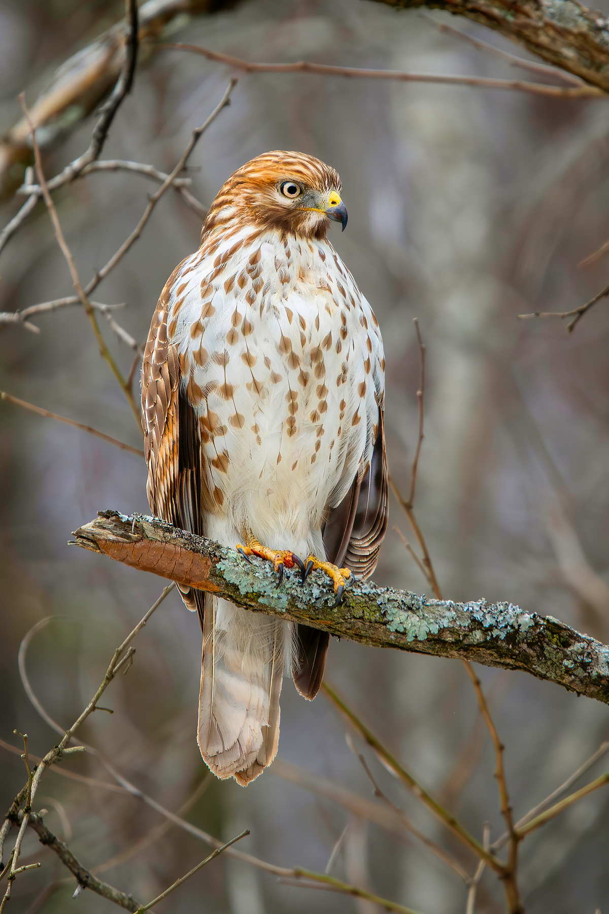 Red Tail Hawk by Michael Kaal Photography 