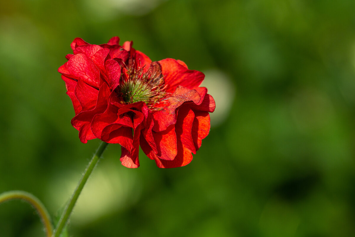 flower_red_0056_2