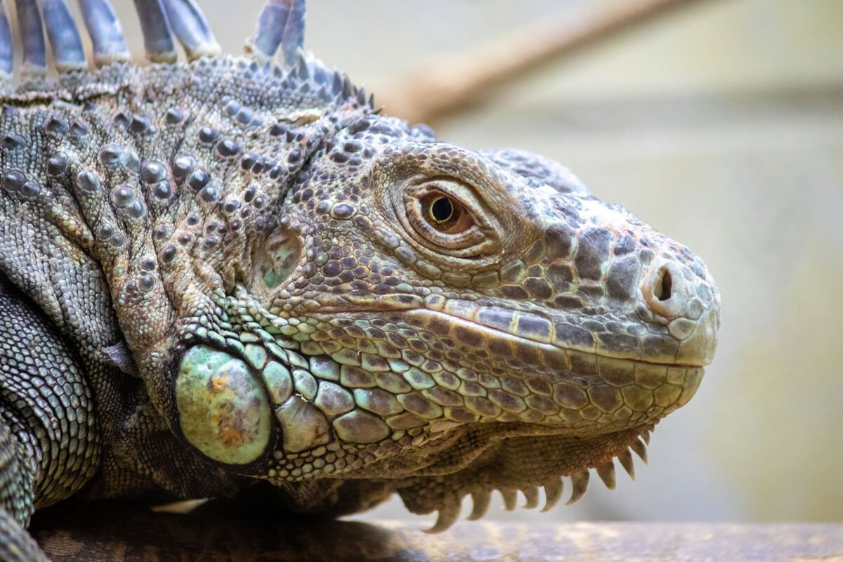 Iguana-c0634dc4-2500