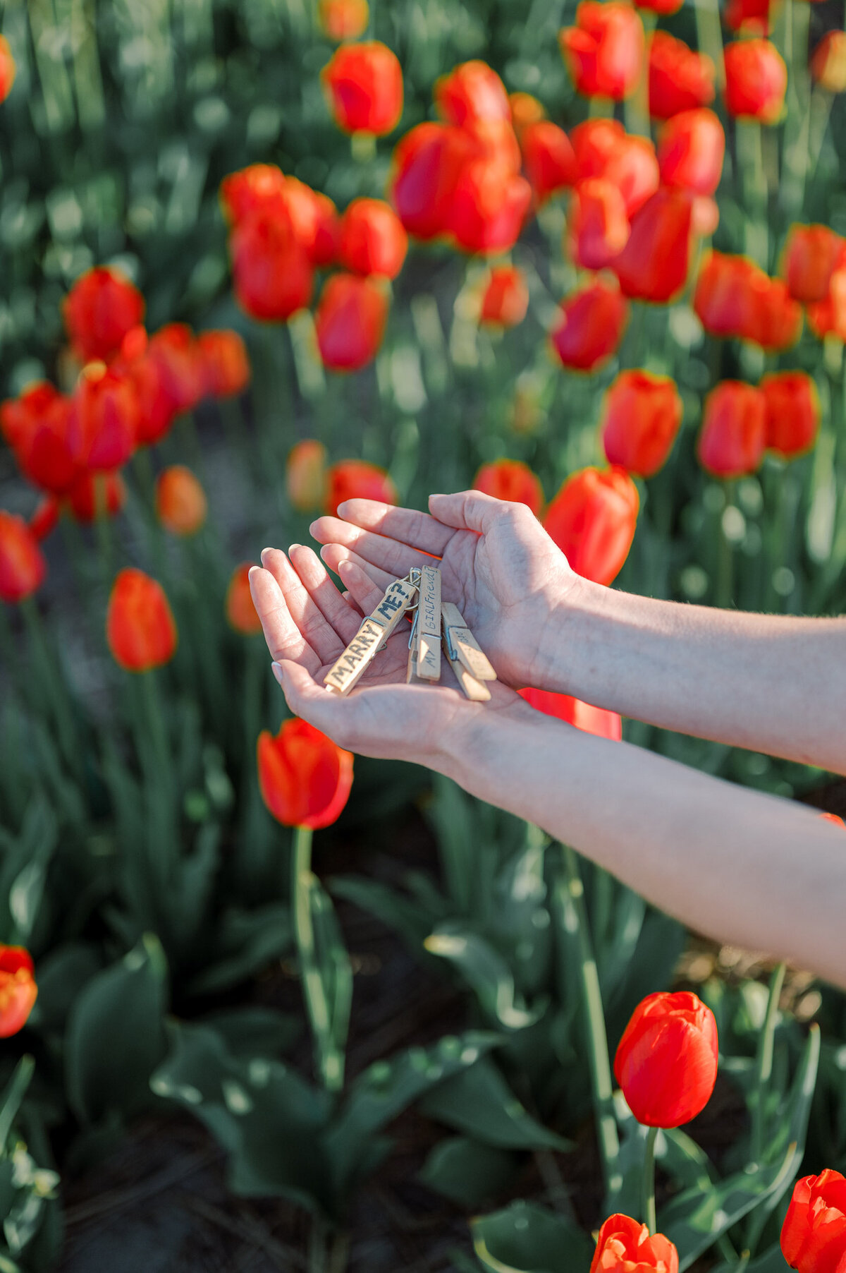 tulip-field-proposal-amsterdam-025