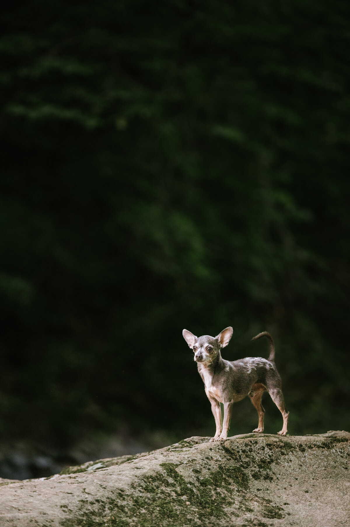 tiny-dog-photo-shoot