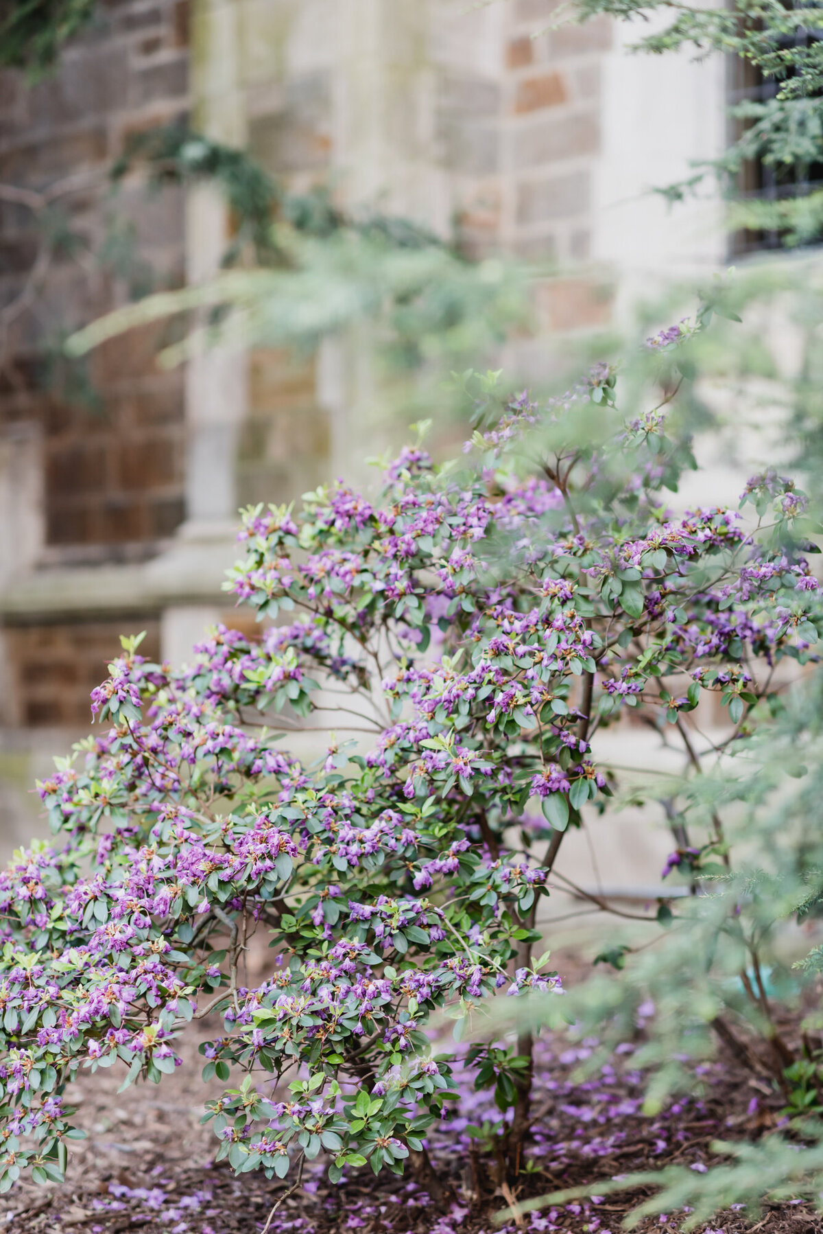 SPRING ANN ARBOR ENGAGEMENT SESSION AT THE LAW QUAD WITH KARI DAWSON7
