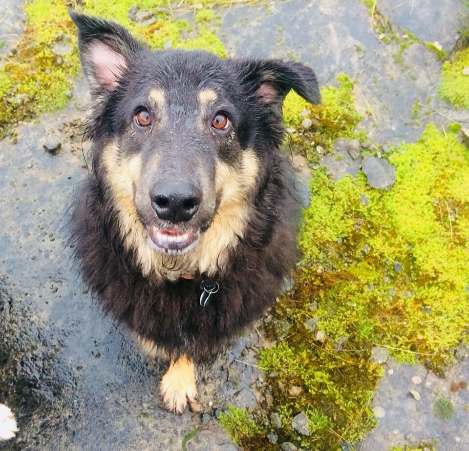 19554514_1989859754611445_2349615724240698602_n