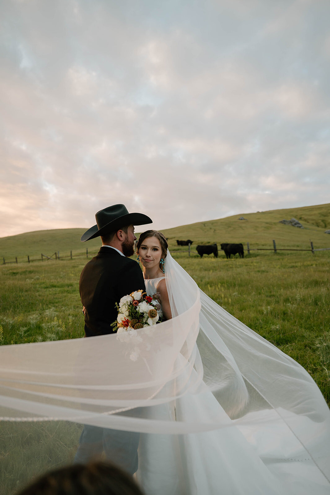 bride-groom-white-veil-ranch-cows