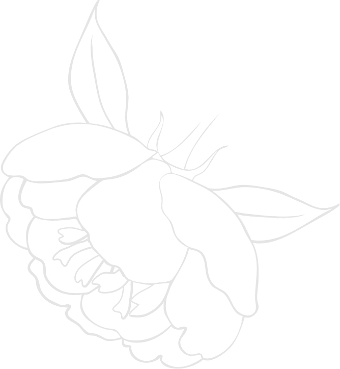 Peony flower head outline in white.