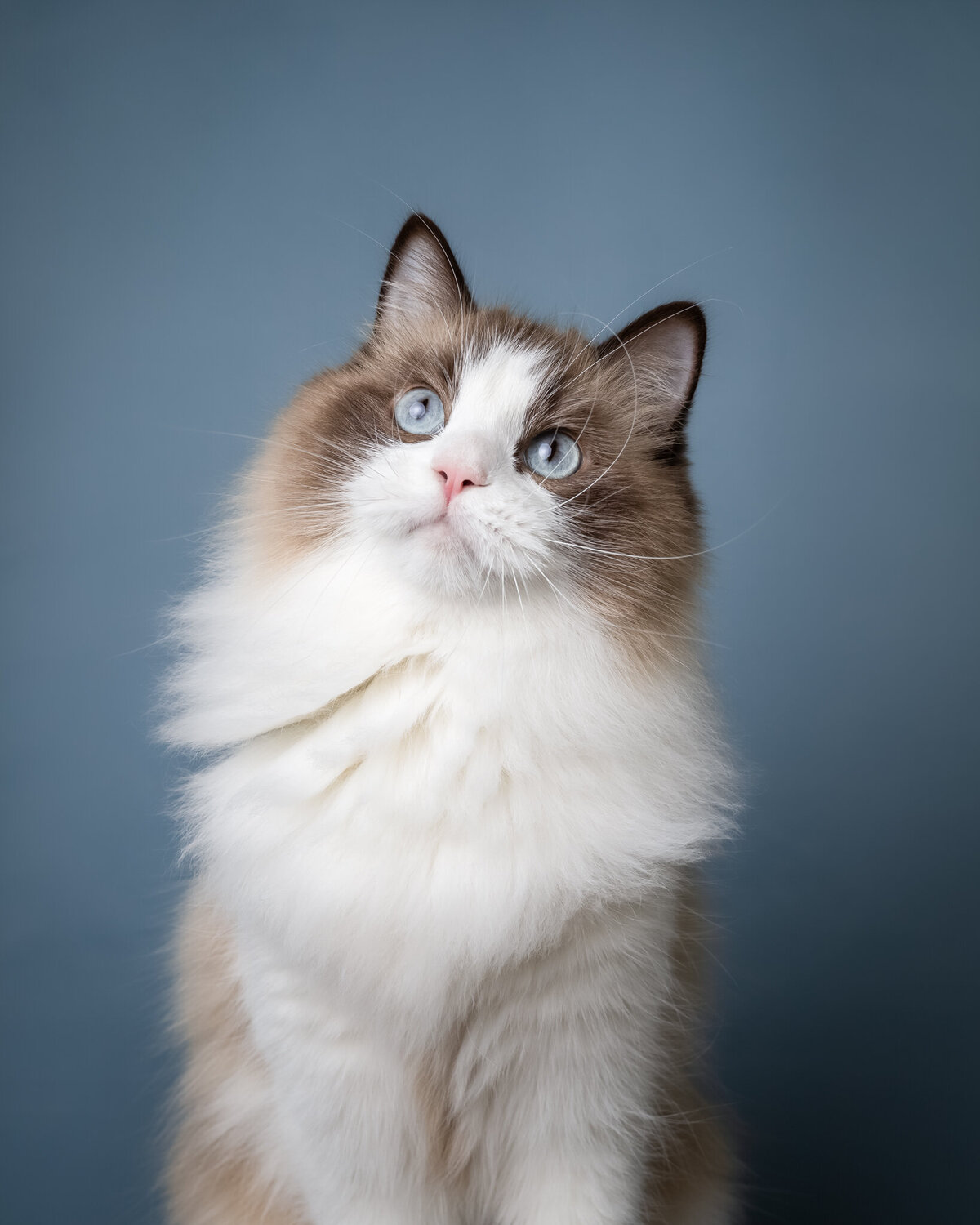 Fotoshoot kat