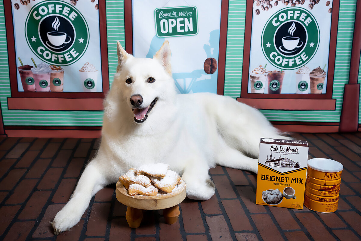 New Orleans Pet Photographer 74