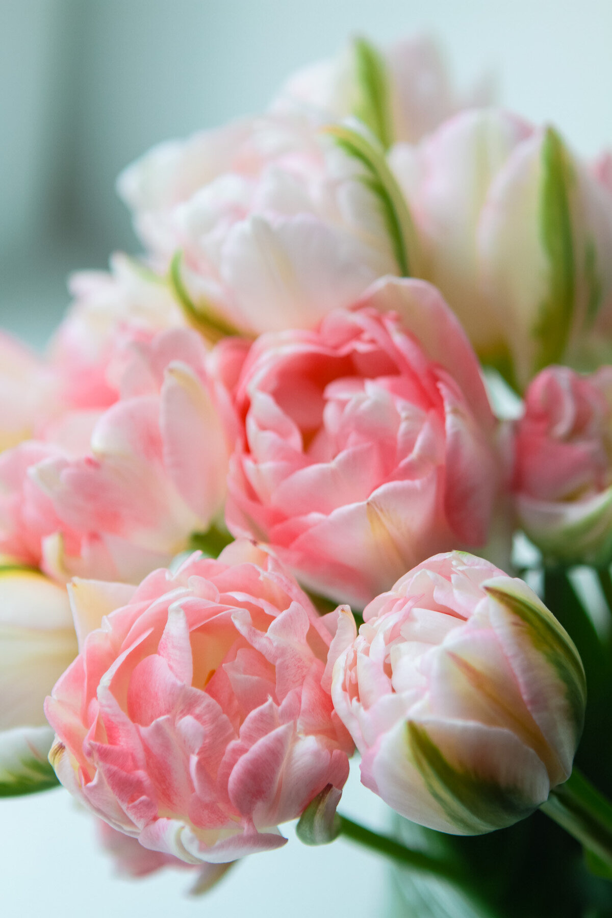 tulips-garden-flowers-pink-2