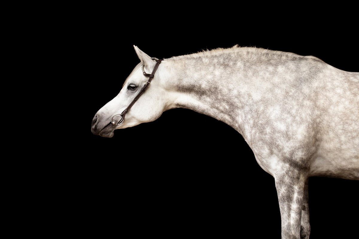Portfolio-blackfotografie-galerij10-ByMarita
