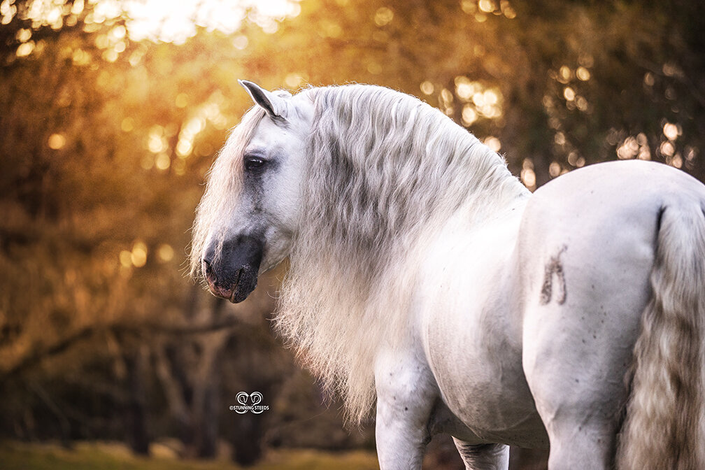 PRE-horse-andalusian-stallion-tunningSteedsPhoto-LR-tu