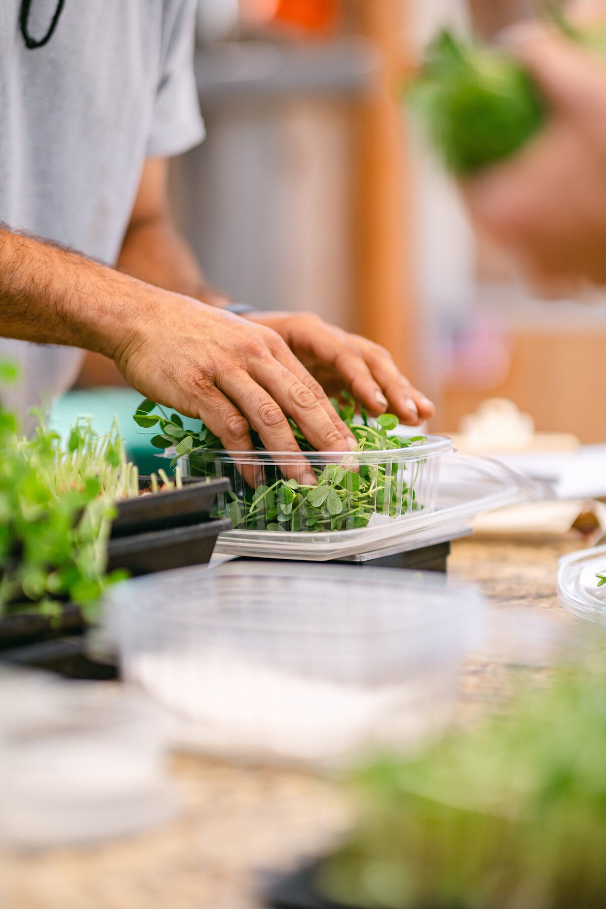 Channel-Islands-Micro-Greens-Local-Farmers-Markets-0059