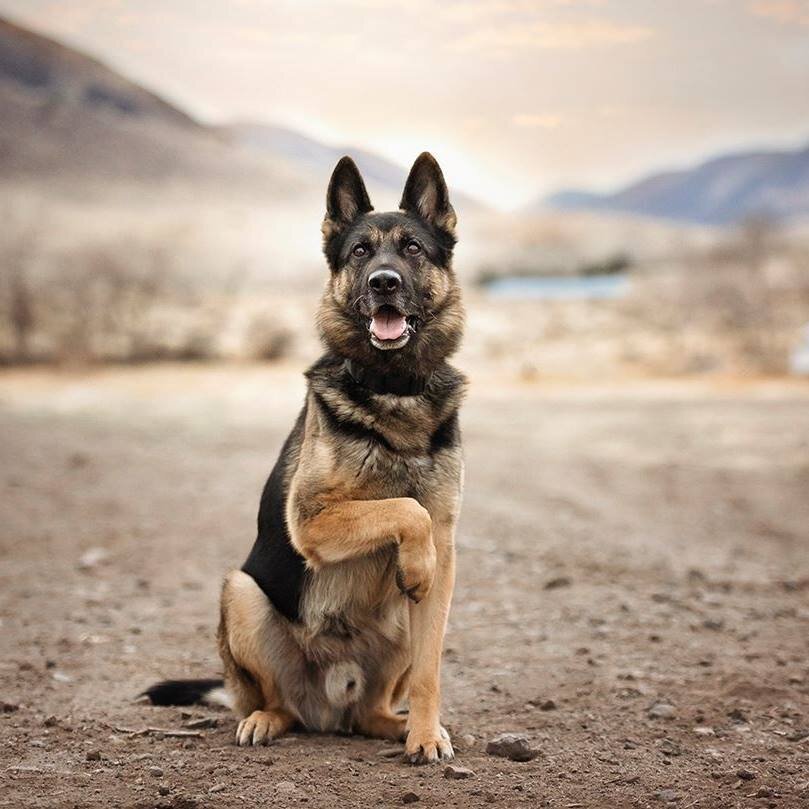 Evolved hotsell k9 training