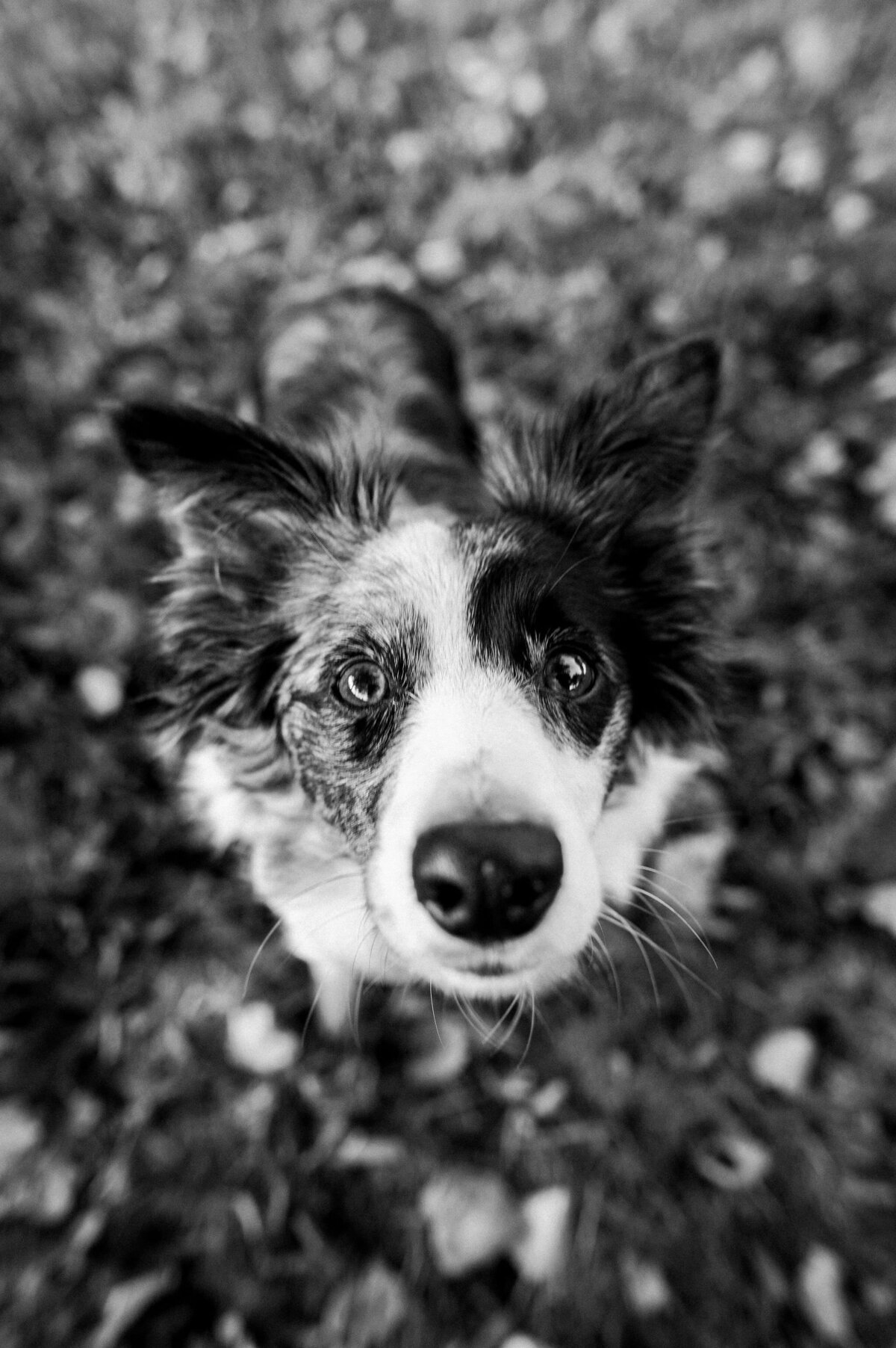 FoxMoonPhotography-24